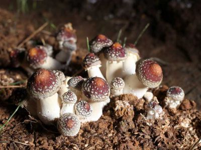 裕禾菌業產品：大球蓋菇