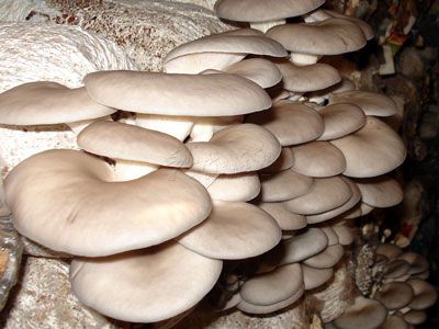 裕禾菌業產品：平菇